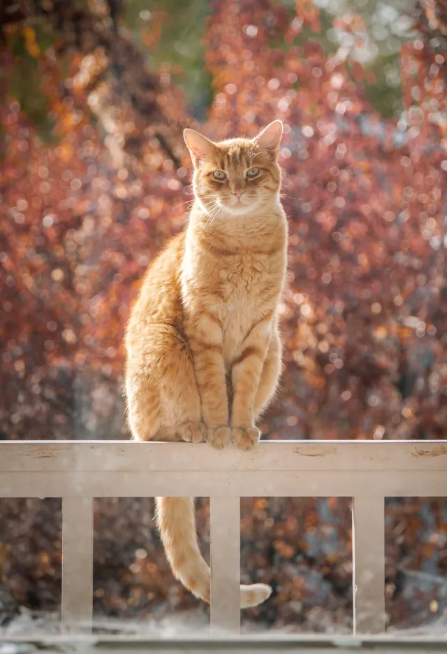 Ginger cat sitting on outdoor patio railing.