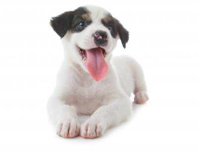 A white and black puppy sitting with his tongue out.