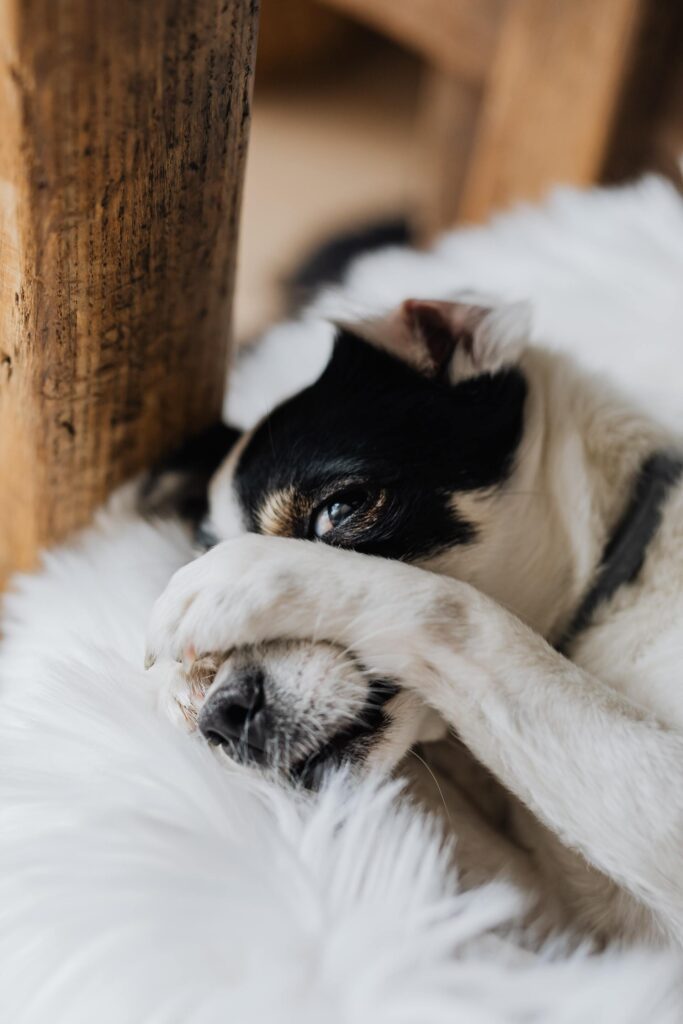 A white and black dog laying down covering his muzzle