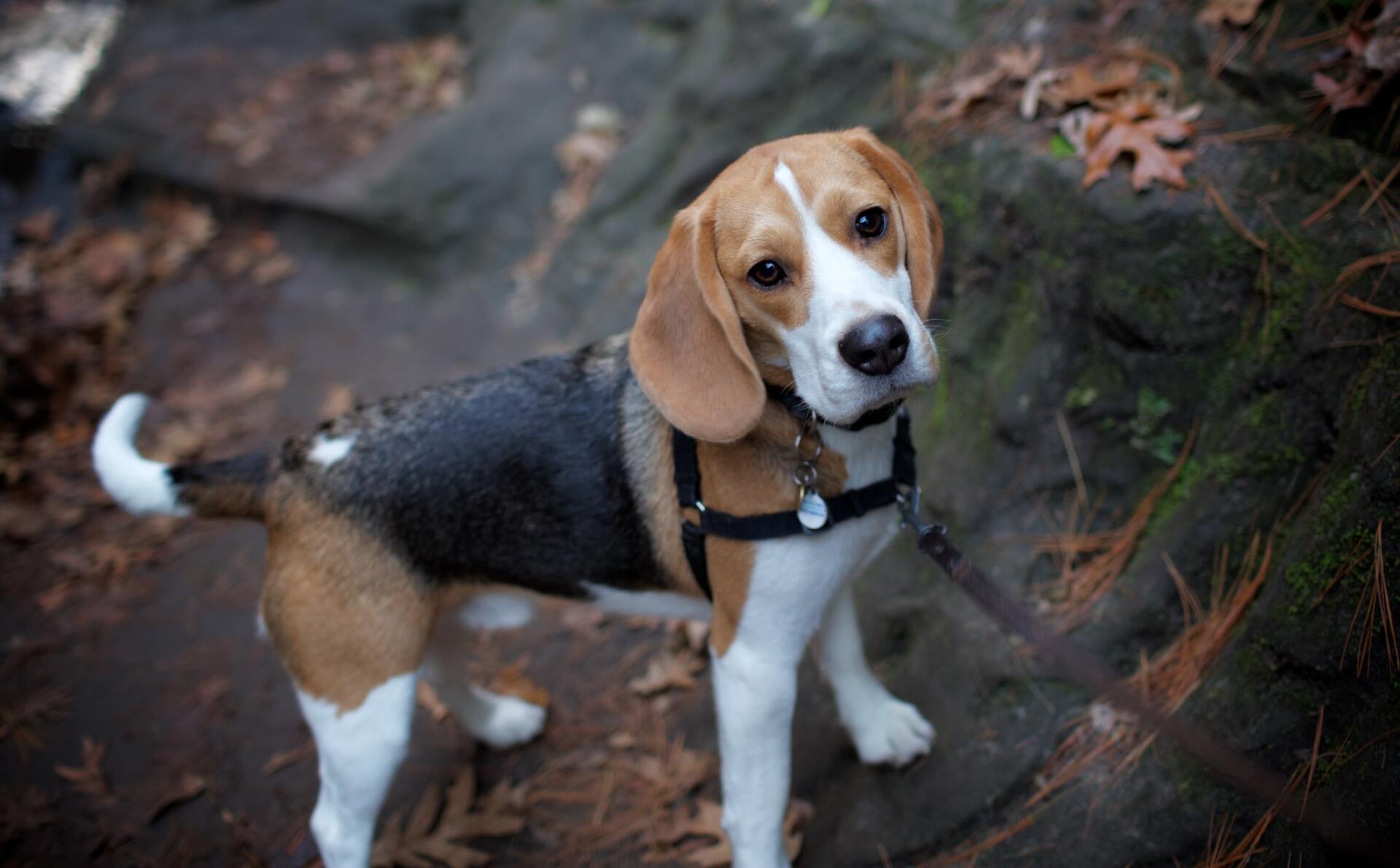 National Beagle Day Waccamaw Regional Veterinary Center