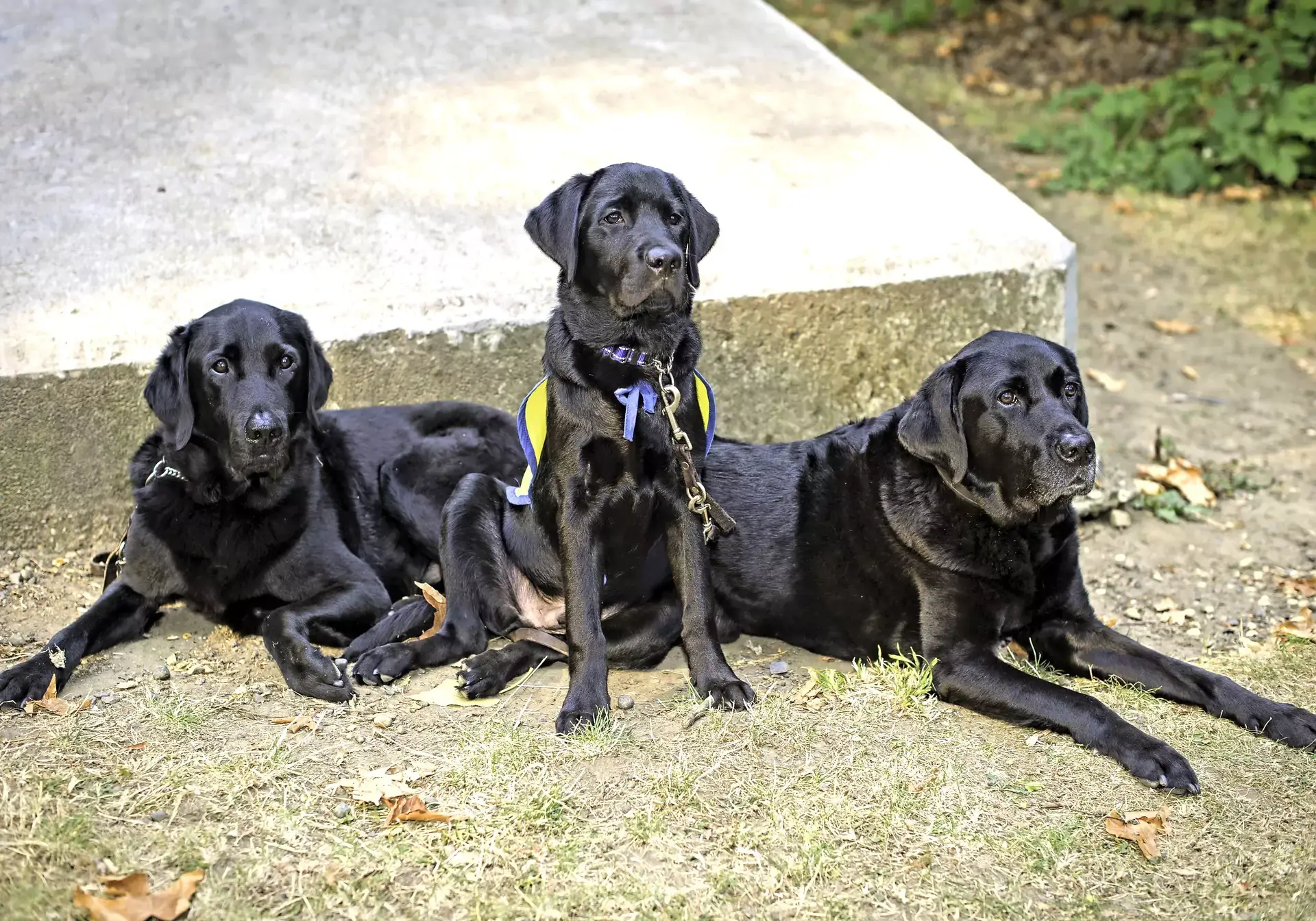 Dog Therapy Appreciation Day Waccamaw Regional Veterinary Center