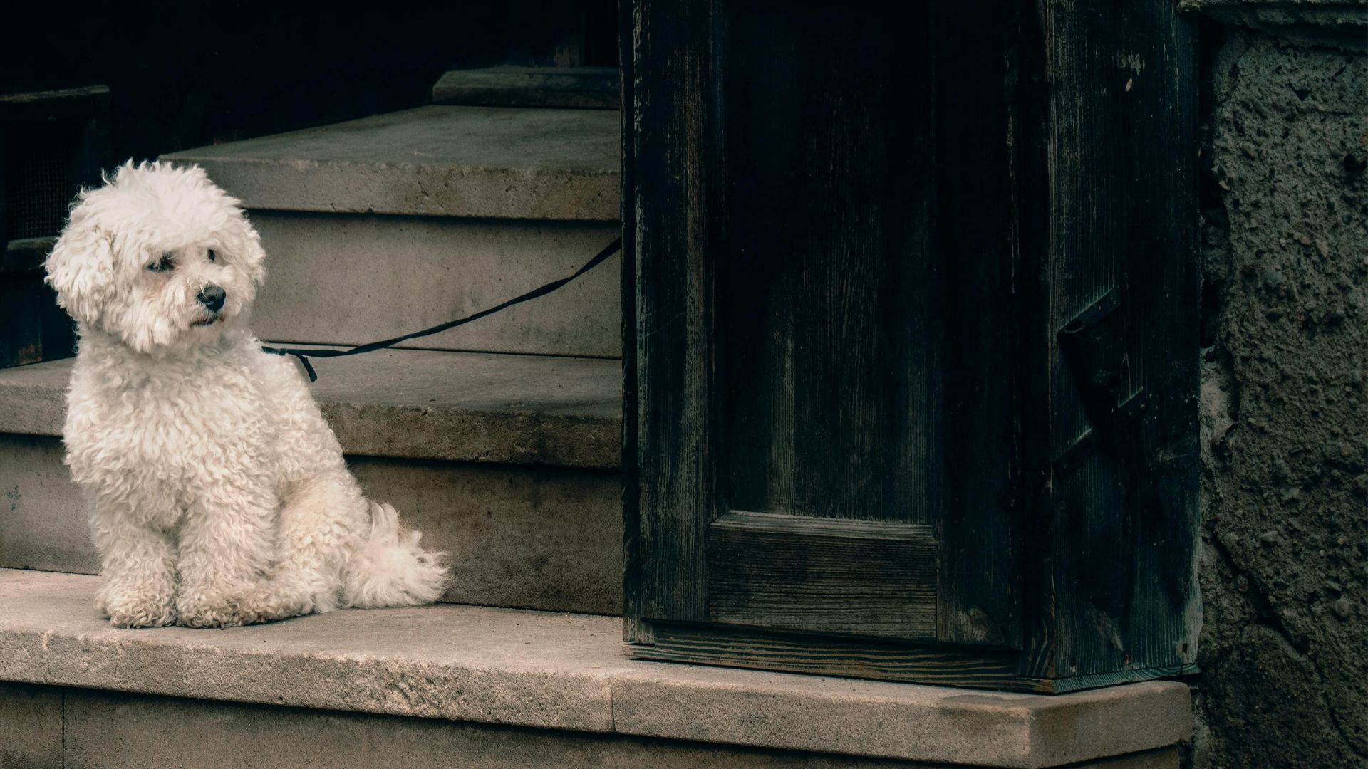 Curly white dog sitting