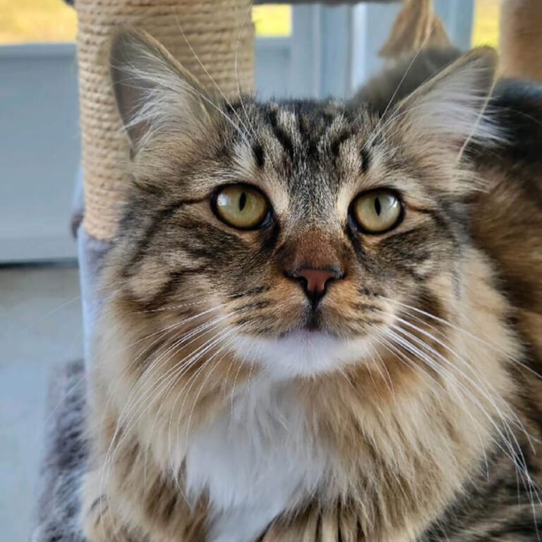 Close-up of a fluffy, brown tabby cat with striking golden eyes and long whiskers.