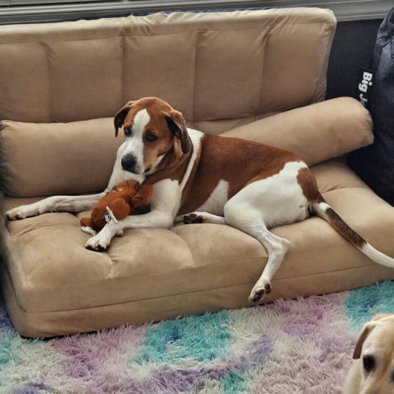A brown and white dog lounges on a beige couch, holding a plush toy.