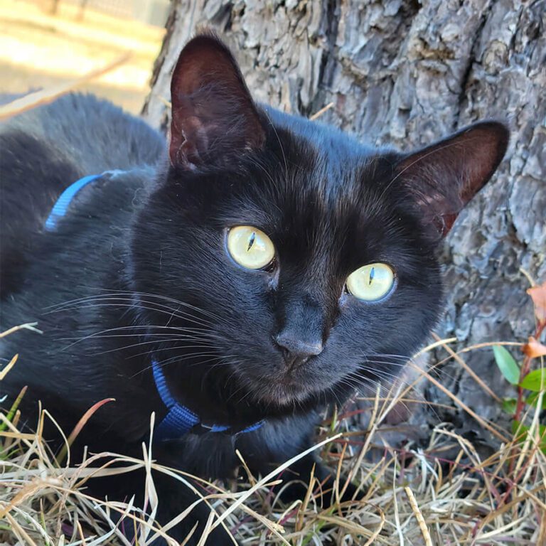 A black cat with striking yellow eyes and a blue harness lies alertly on dry grass beside a tree trunk.