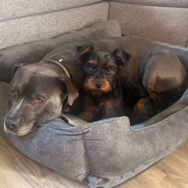 Two dogs, a large gray one and a smaller black one, cuddle cozily in a gray pet bed.