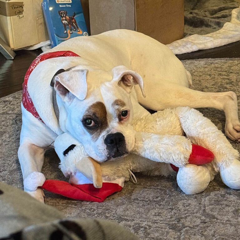 A white dog with a red bandana rests on a carpet, cuddling a plush toy with a red Santa hat.