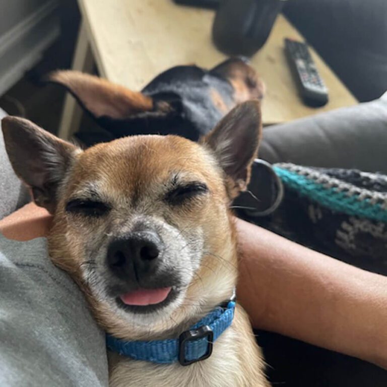 A small brown and white dog with ears perked up, wearing a blue collar, lies cozily with its eyes closed.