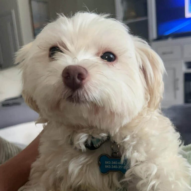 Fluffy white dog with a slightly brown nose, looking content indoors.