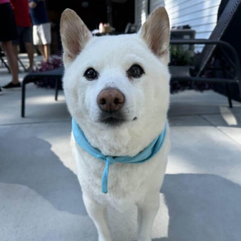 A white dog with a fluffy coat and a blue bandana stands on a patio.