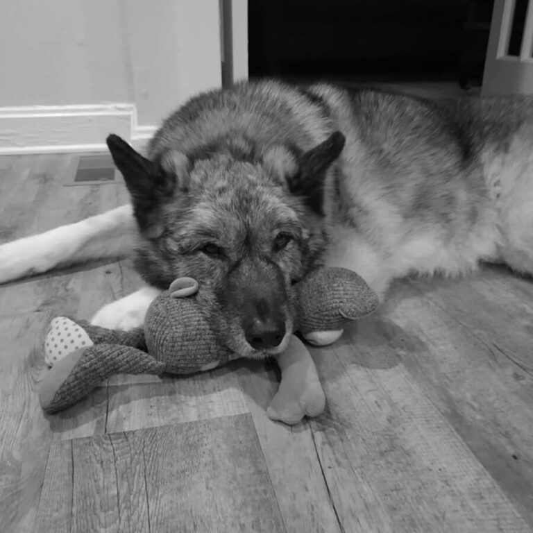 Black and white image of a large dog with a fluffy coat lies on a wooden floor, resting its head on a plush toy.