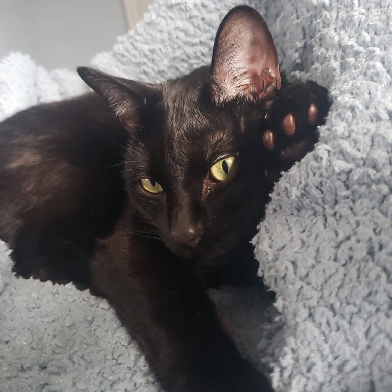 Black cat with striking yellow eyes, nestled in a fluffy blanket.